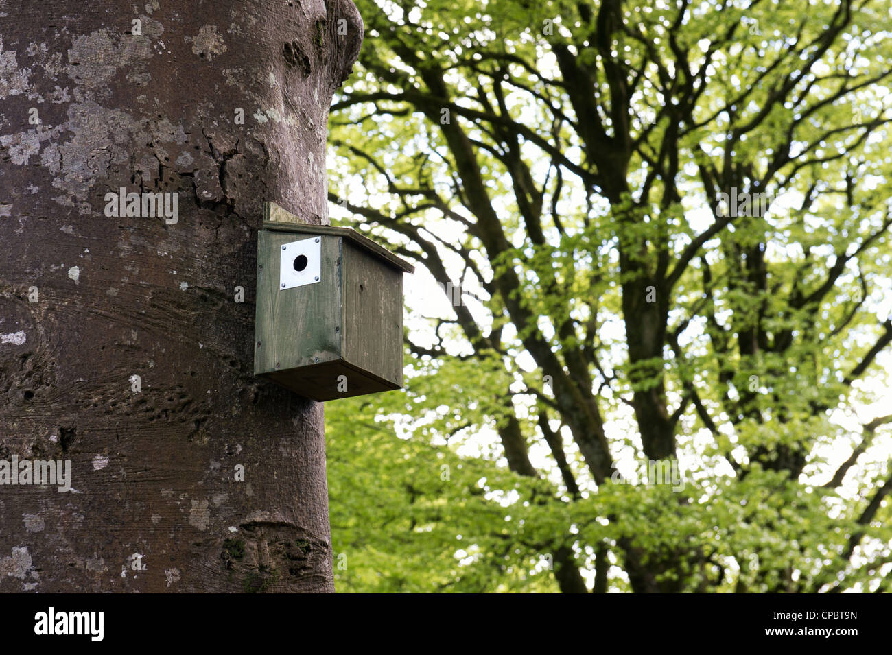 Woodland bird box with metal protection edge attached to a tree trunk. Cornwall, England Stock Photo