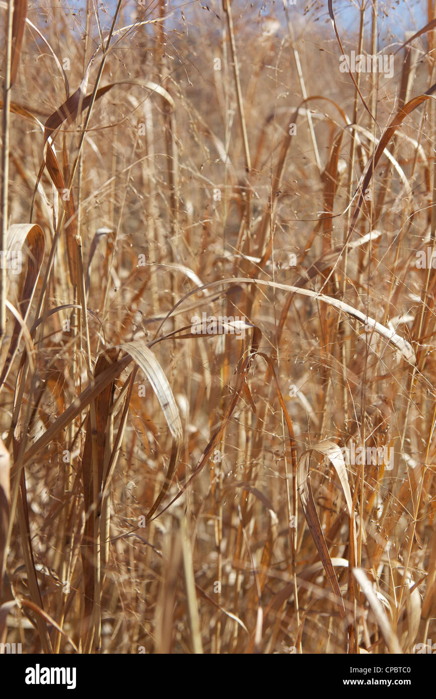 Tall dried ornamental grass hires stock photography and images Alamy