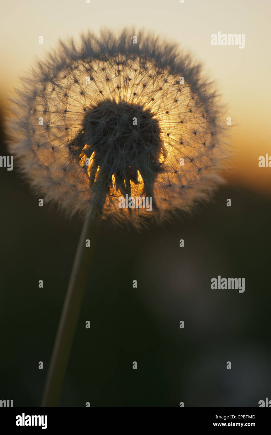 Dandelion clock hi-res stock photography and images - Alamy
