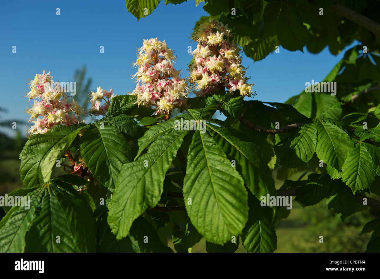 Blooming Horse Chestnut against the blue sky Rosskastanie Aesculus Hippocastanum Stock Photo