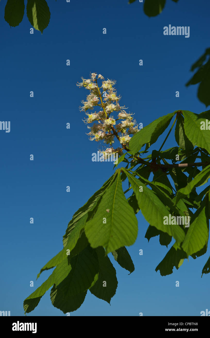 Blooming Horse Chestnut against the blue sky Rosskastanie Aesculus Hippocastanum Stock Photo