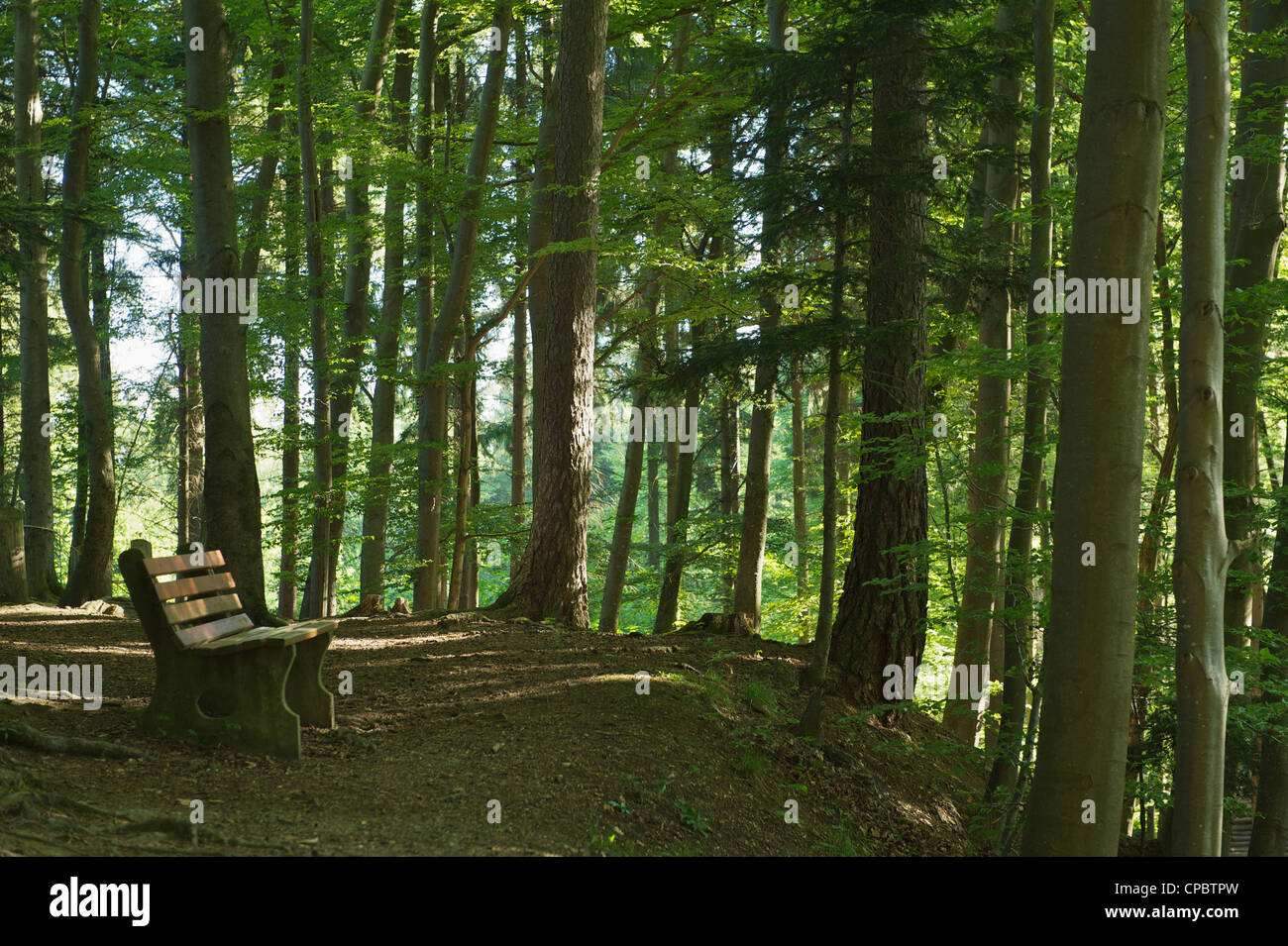 Empty bench trees in forest hi-res stock photography and images - Alamy