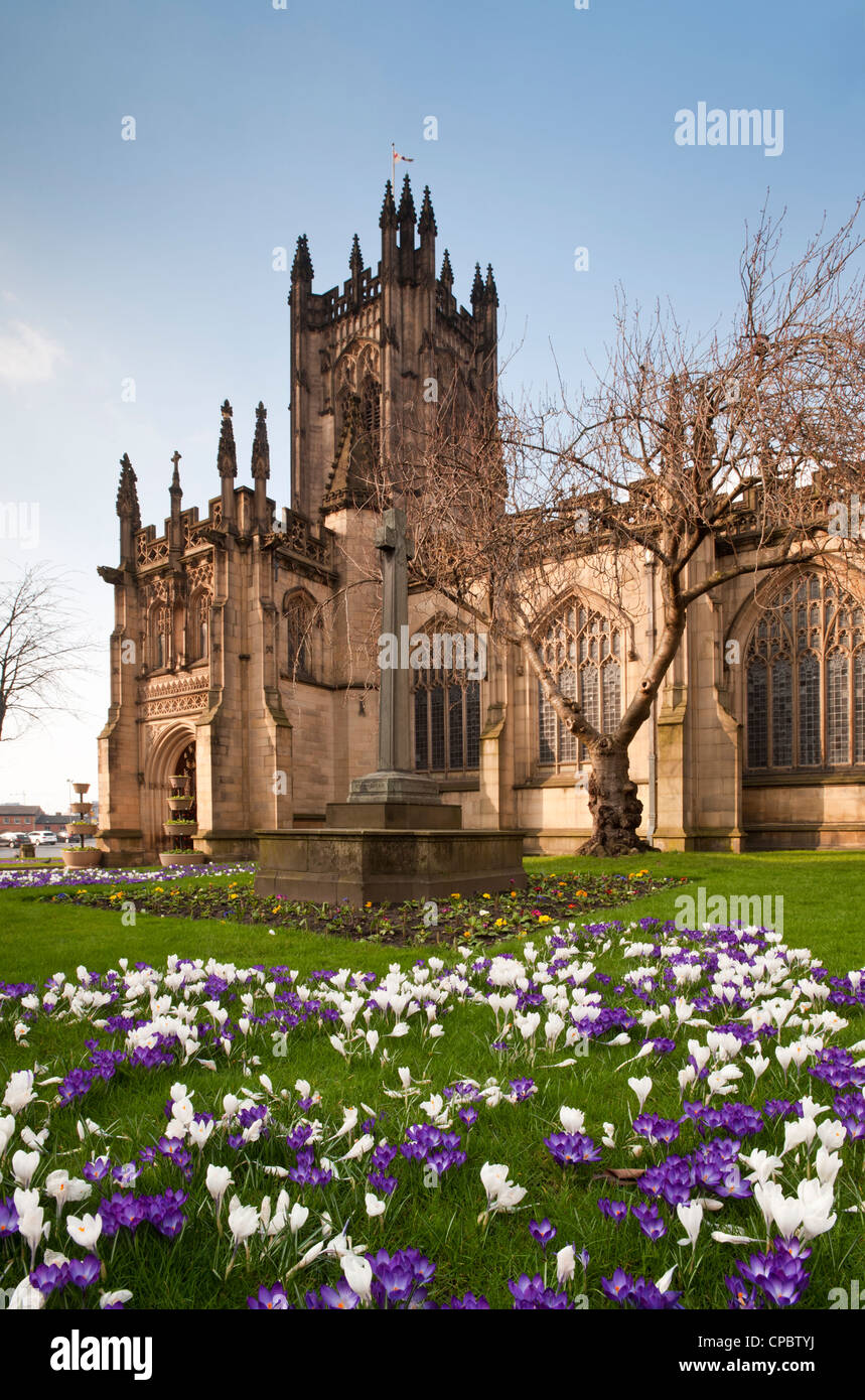Crocuses Outside Manchester Cathedral in Spring, Manchester, England ...