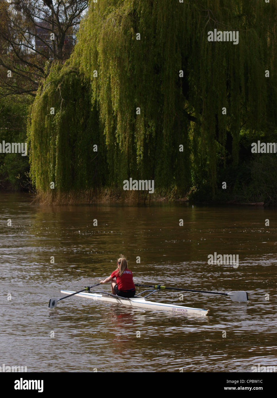 Female rower in training, UK Stock Photo Alamy