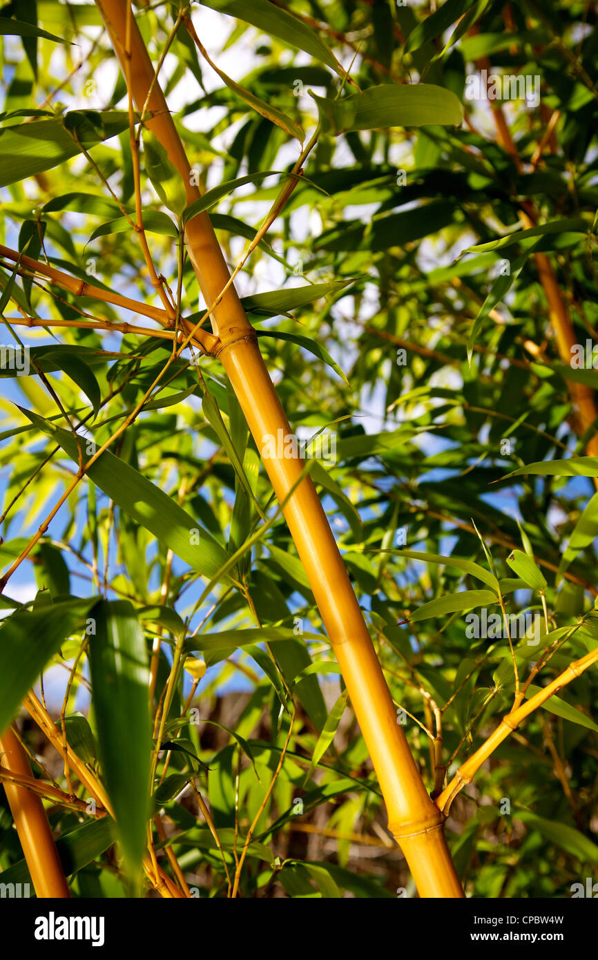 Bamboo phyllostachys bissetii grasses in a garden border Stock Photo