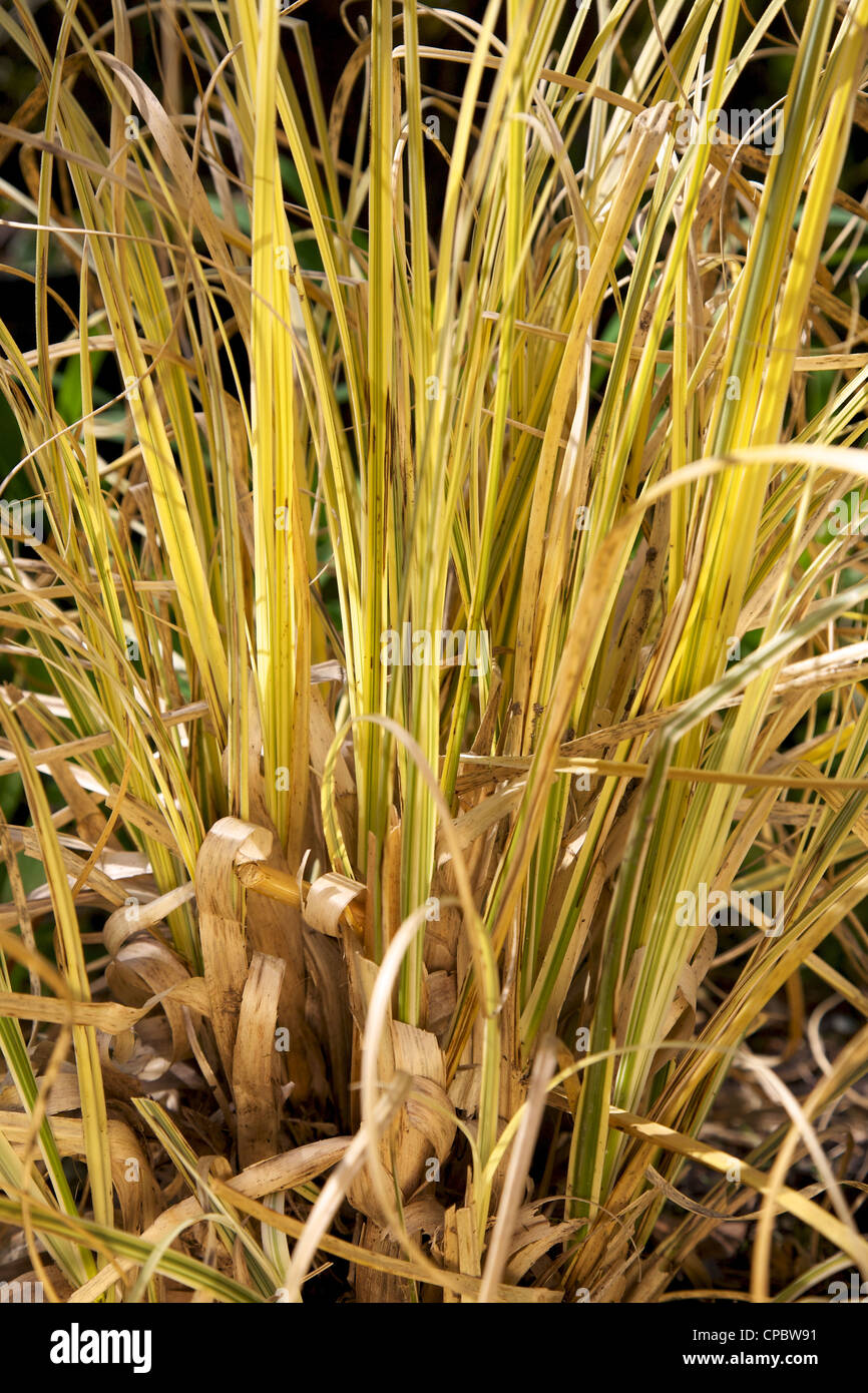 Pampas grass splendid star hires stock photography and images Alamy