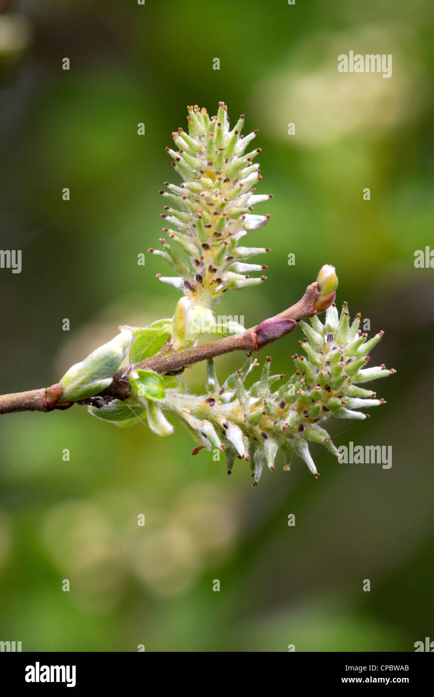 Goat Willow Salix caprea closeup of fruits / seeds Stock Photo Alamy