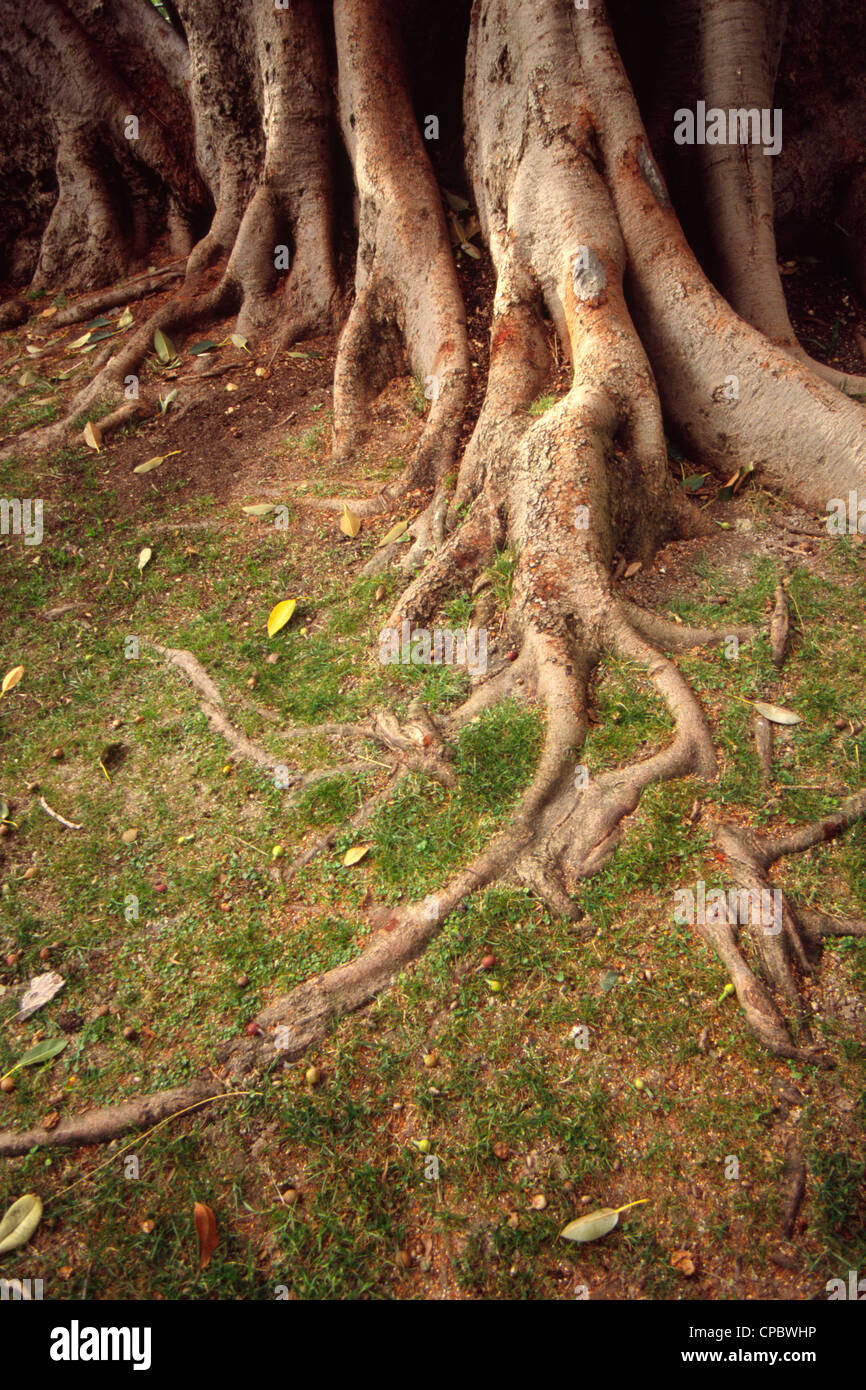 Annable Roots Concept plant roots hi-res stock photography and images - Alamy