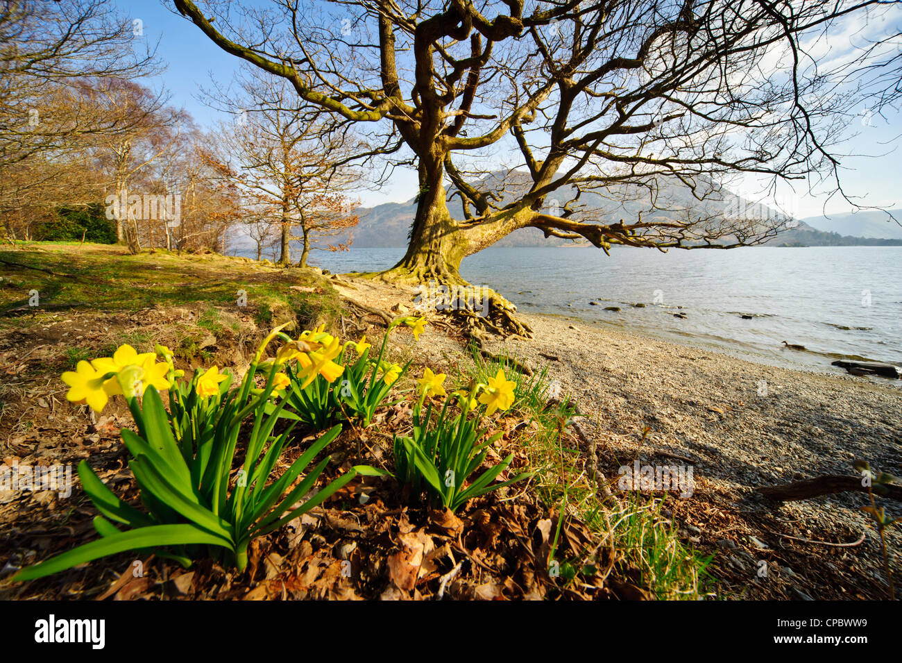 Wild daffodils at Glencoyne, Ullswater, the location made famous by Wordsworth’s poem “I wandered lonely as a cloud’ Stock Photo