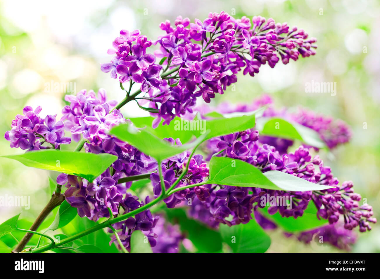 Close up of branches with blooming lilac in spring time Stock Photo