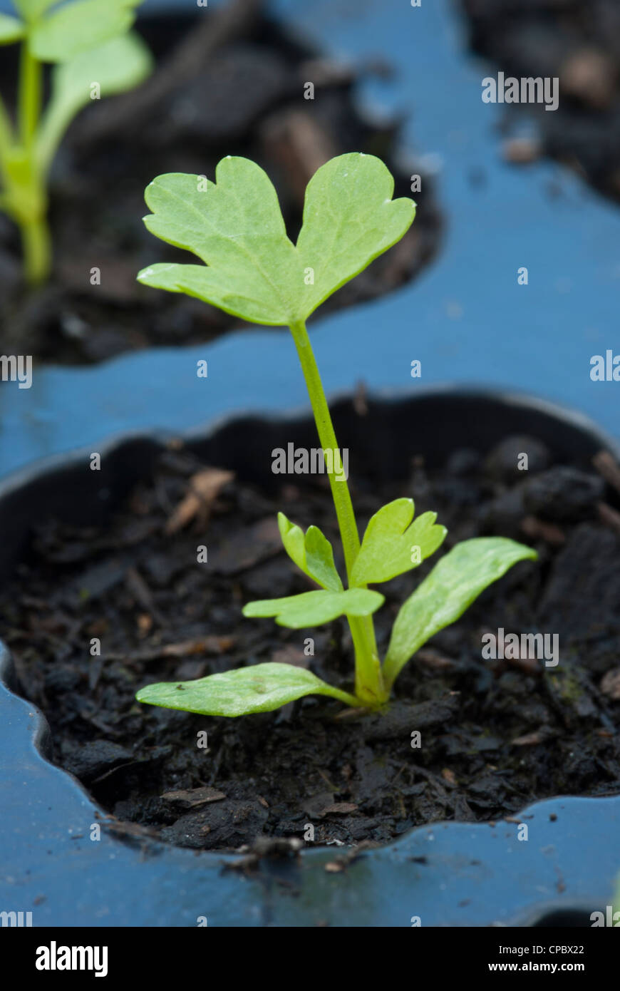 Download Celery Seedling Growing In A Plastic Seed Tray Cell Stock Photo Alamy PSD Mockup Templates