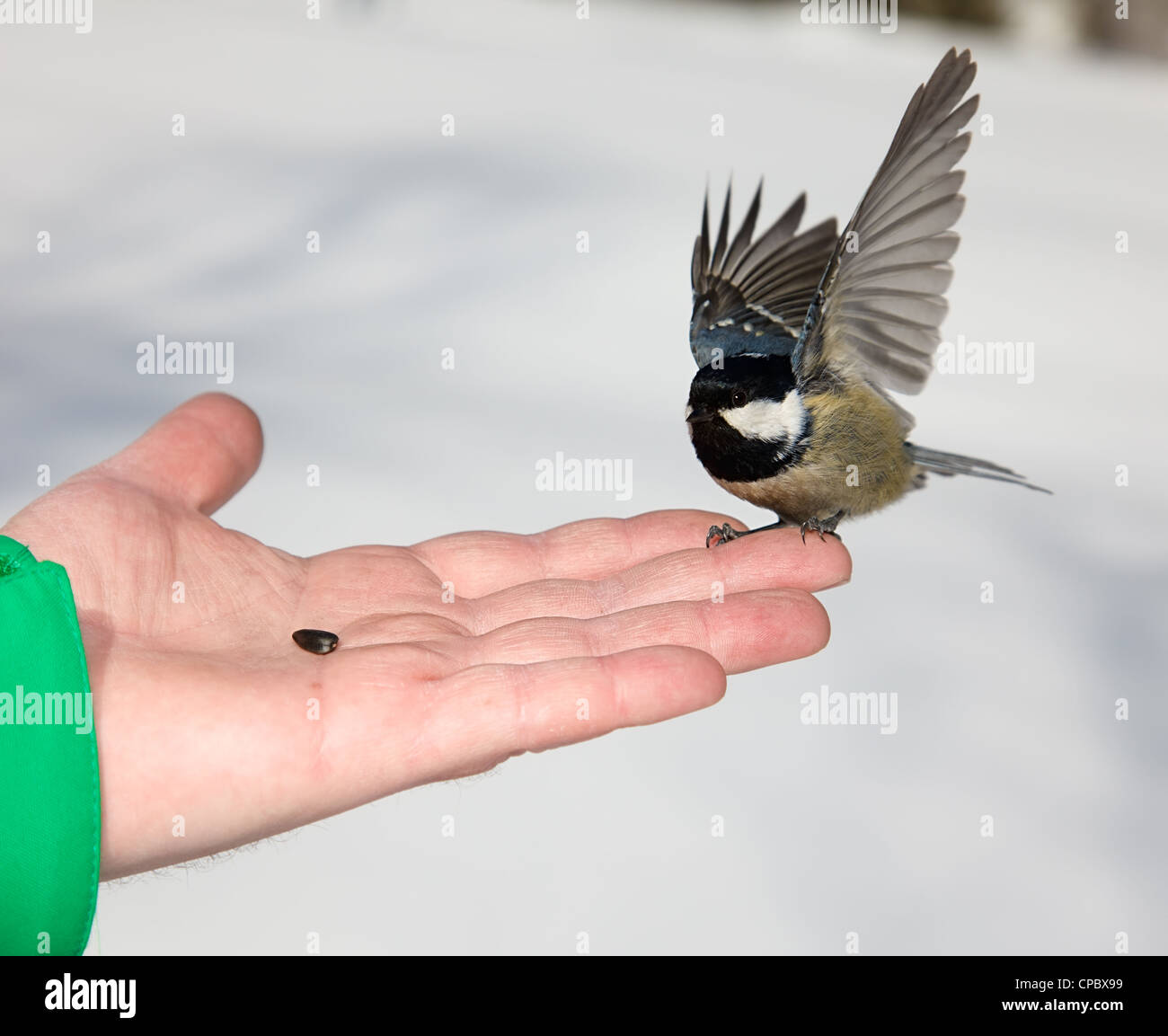 Titmouse landing women hand hi-res stock photography and images - Alamy