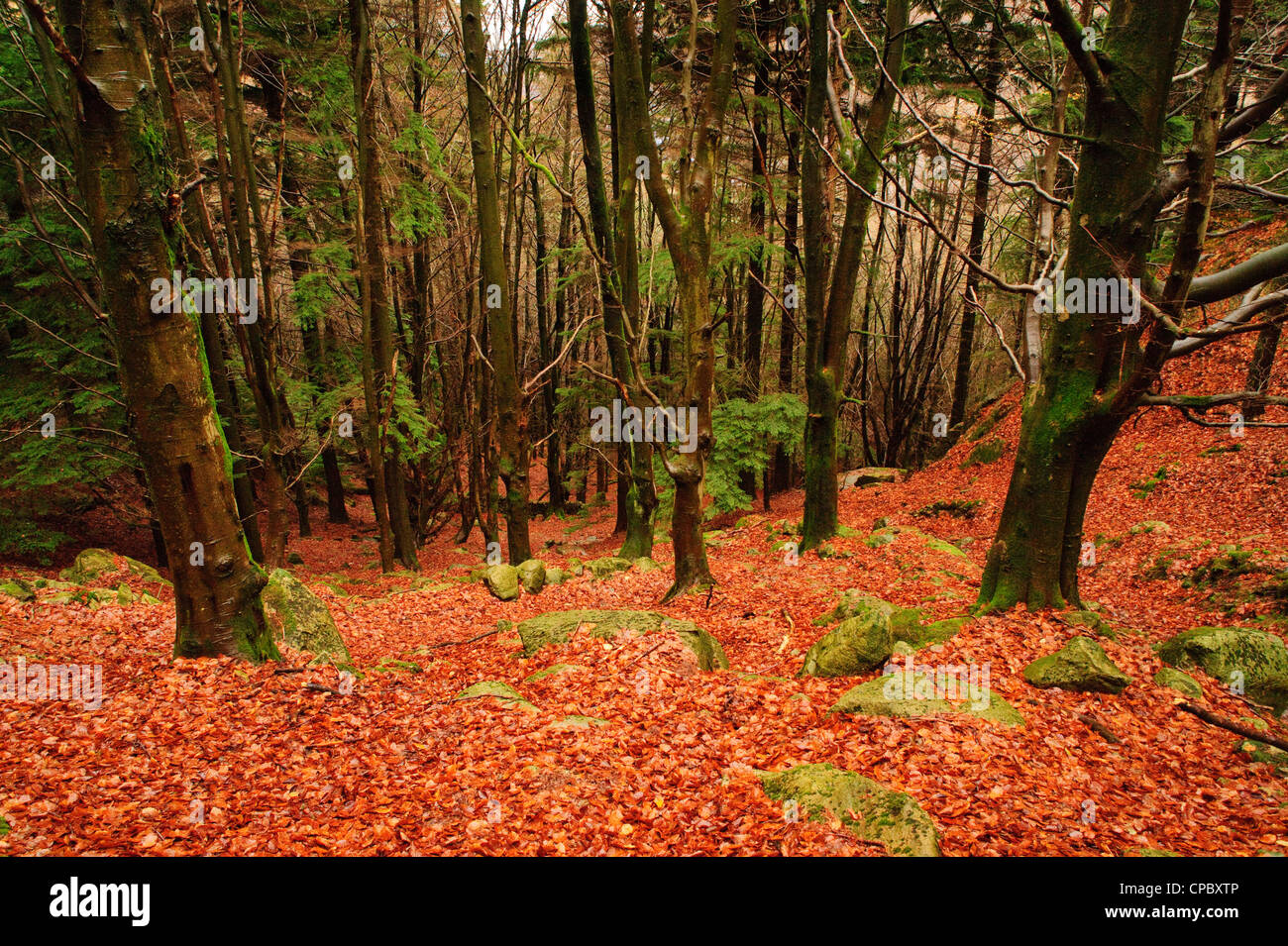 Colours of fallen leaves in forest above Thirlmere, English Lake District Stock Photo
