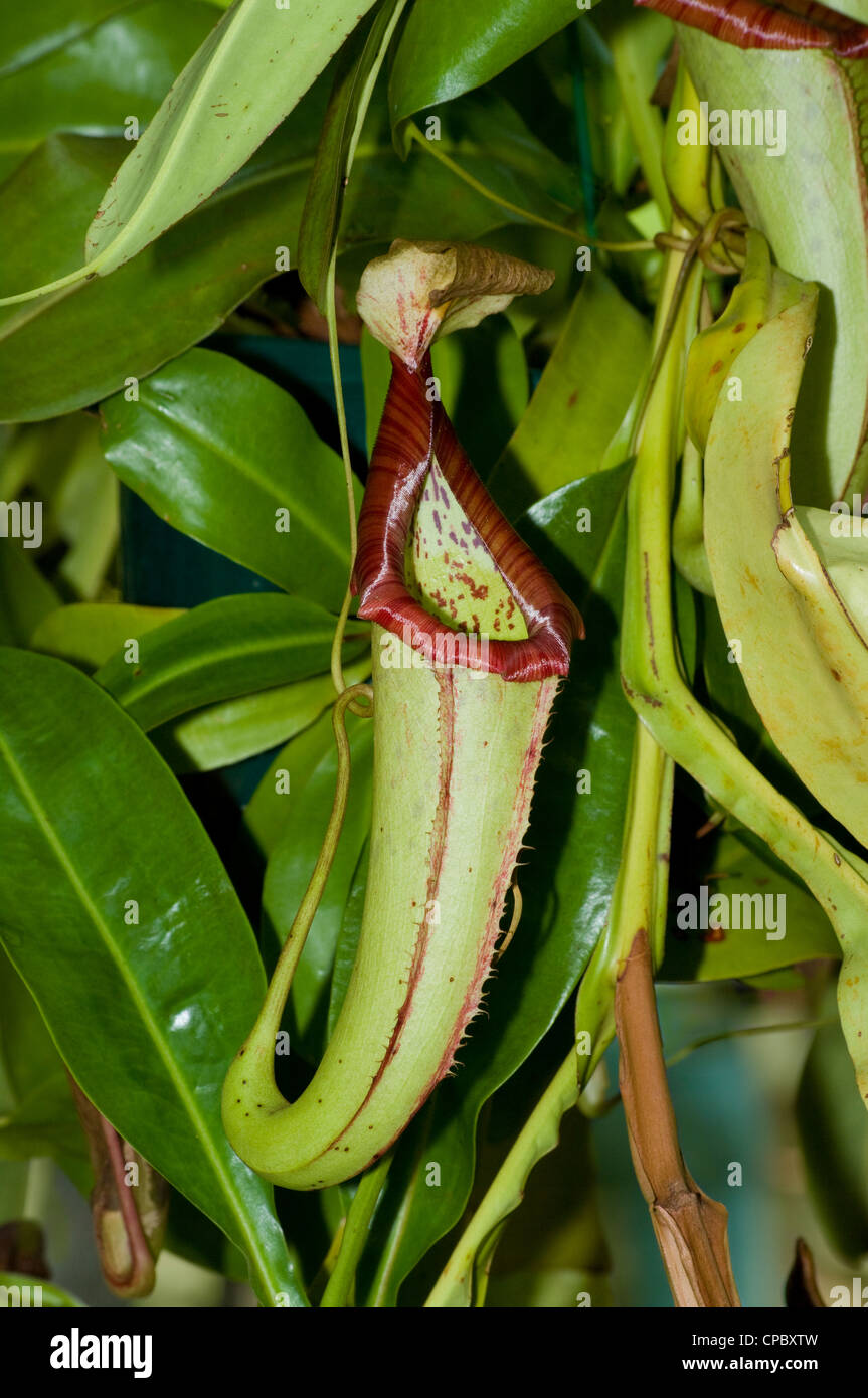 Carnivorus Pitcher Plant, Nepenthes truncata Stock Photo