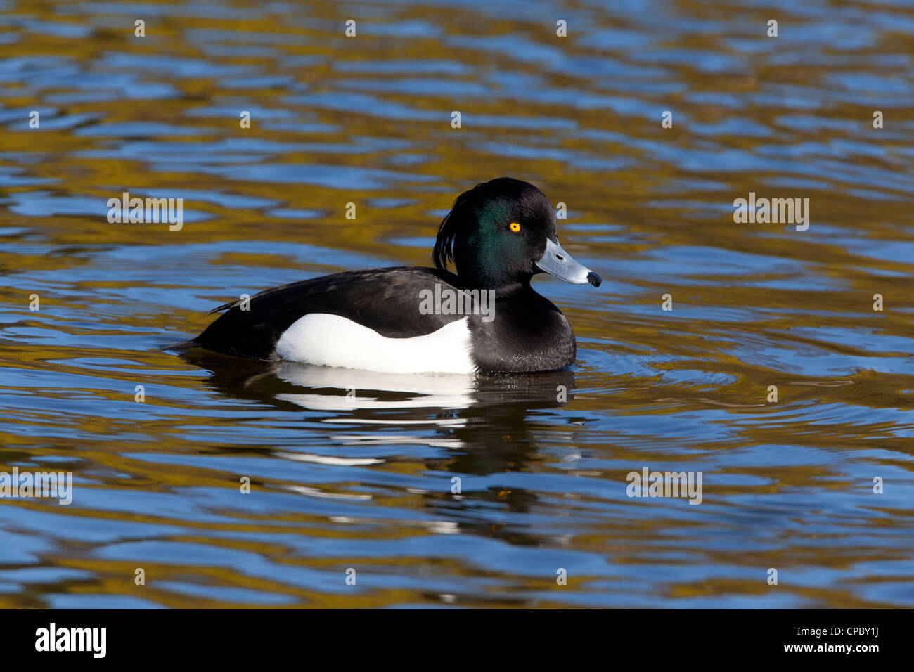 Tufted Duck Aythya fulica adult male in breeding plumage swimming Stock Photo