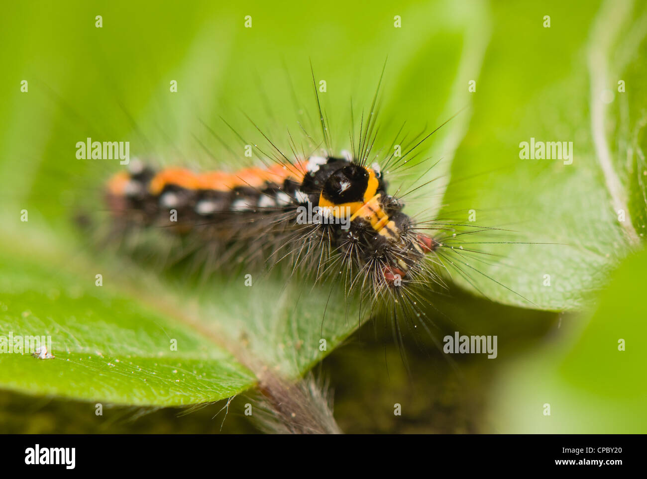 Green caterpillar black orange hi-res stock photography and images - Alamy