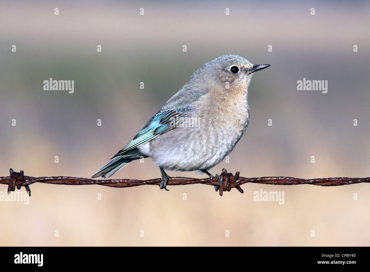 Birds of North America; Mountain Bluebird, sialia currucoides; Female; birder ,bird watching Stock Photo