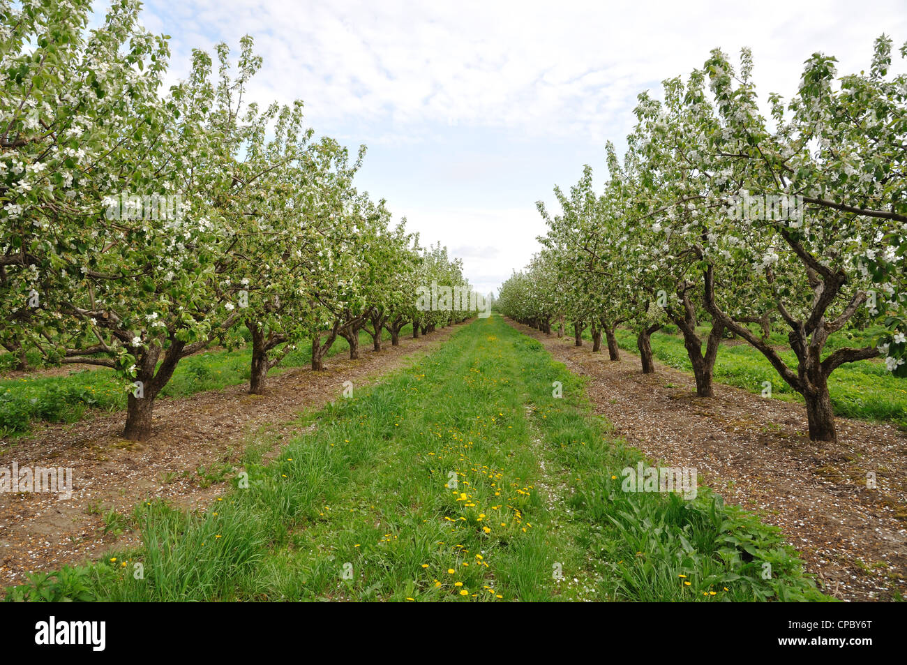 Orchard flowering trees hi-res stock photography and images - Alamy