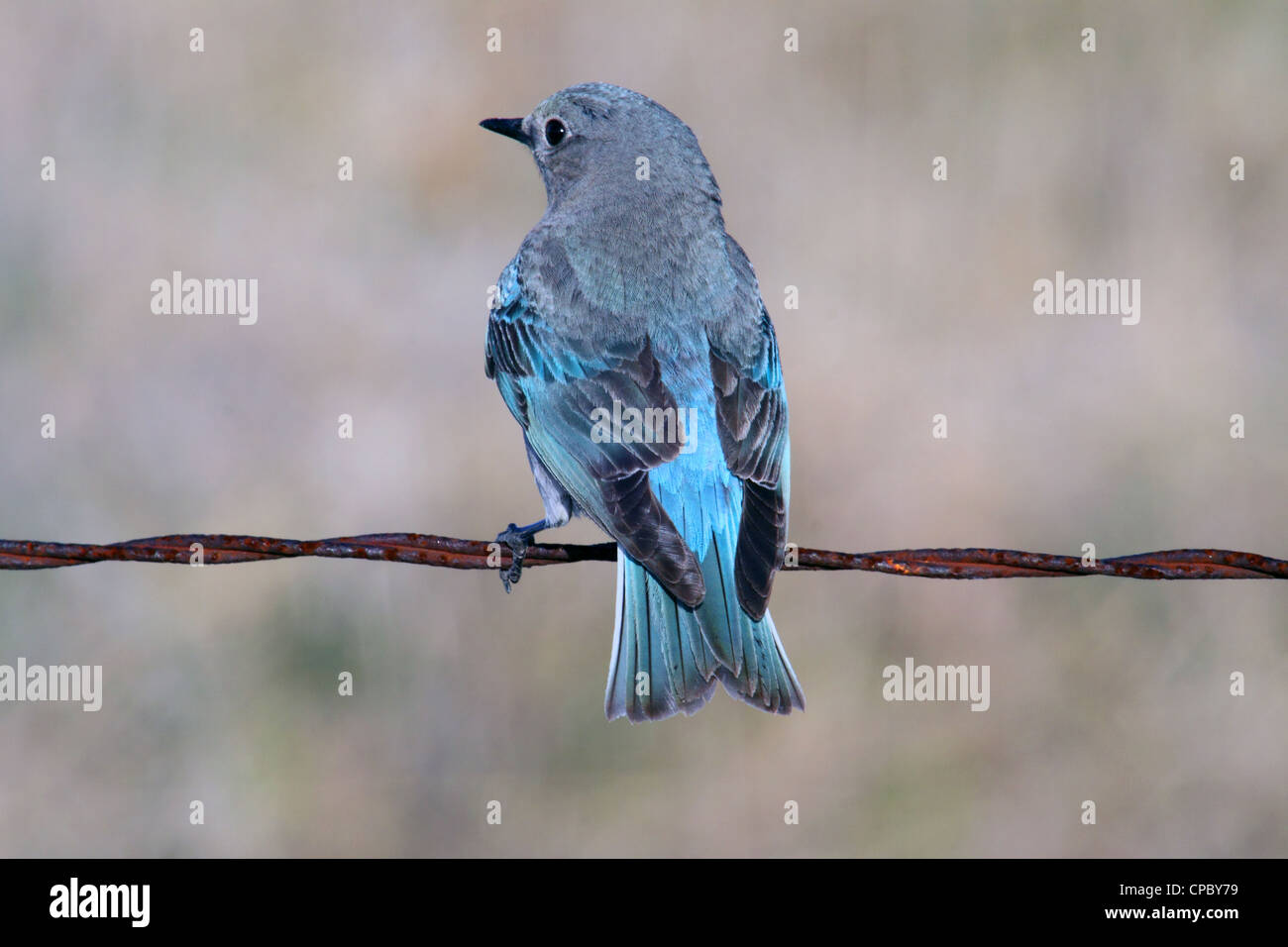 Birds of North America; Mountain Bluebird, sialia currucoides; Female; Stock Photo