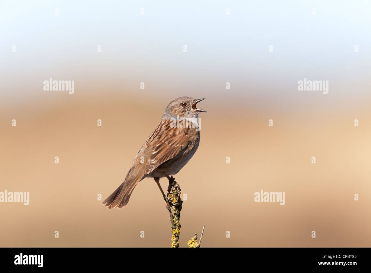 Dunnock Prunella modularis adult male  singing from song perch Stock Photo