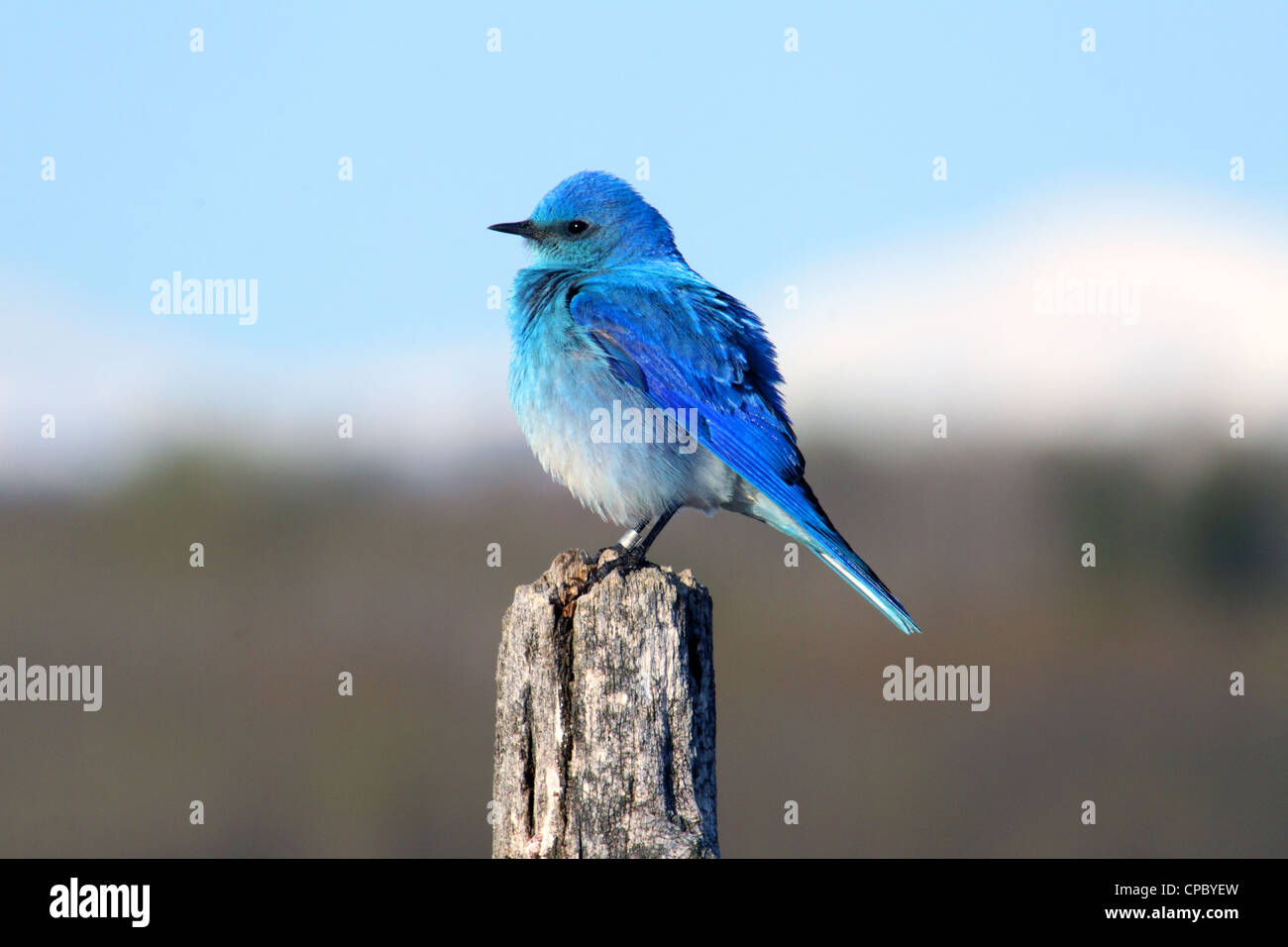 Birds of North America; Mountain Bluebird, sialia currucoides, Male; Stock Photo