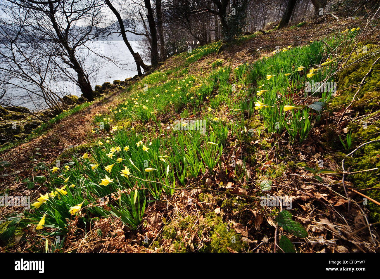 Wild daffodils at Glencoyne, Ullswater, the location made famous by Wordsworth’s poem “I wandered lonely as a cloud’ Stock Photo