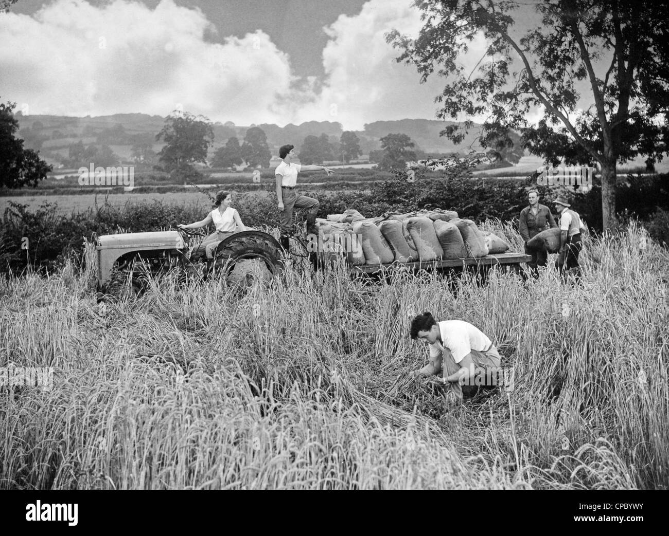 Land Army girls with farm workers harvesting barley in a vintage farming image taken as government information material. Stock Photo