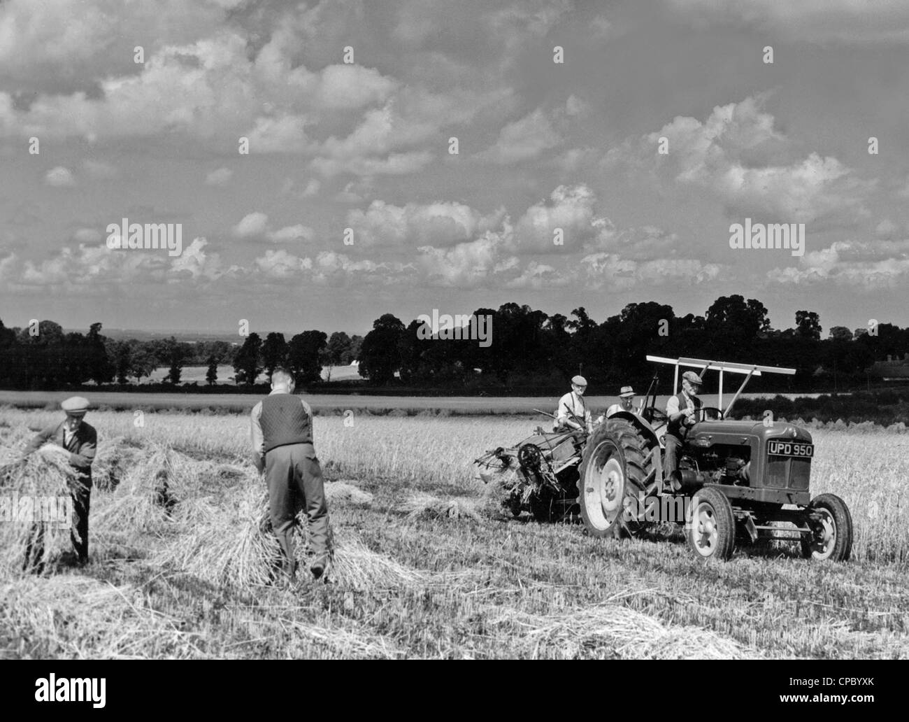 A tractor drawn reaper harvesting corn on a farm in this 1950s vintage picture Stock Photo