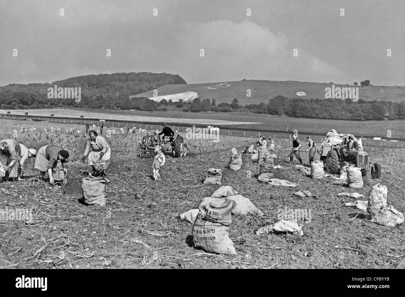 Potato picking or lifting near Ashford in Kent in 1950 Stock Photo