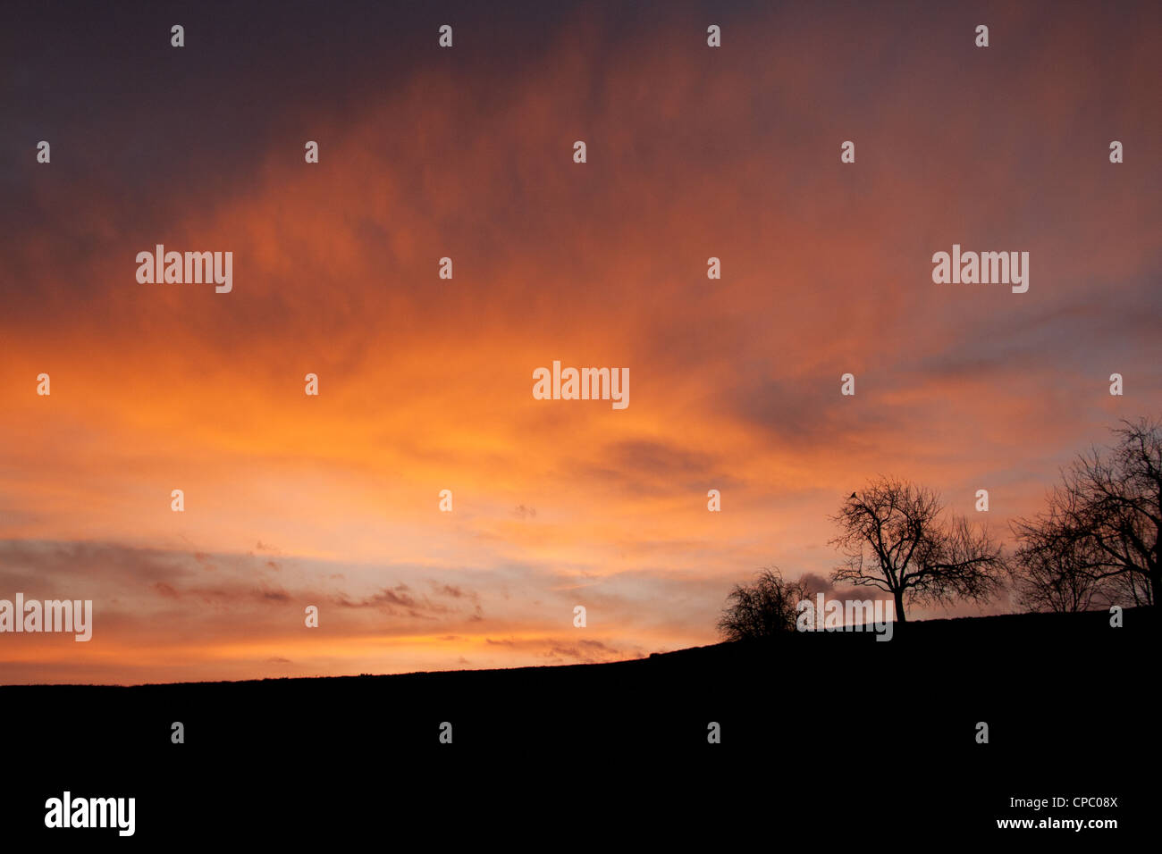 Early morning sunrise capturing a solitary tree Stock Photo - Alamy