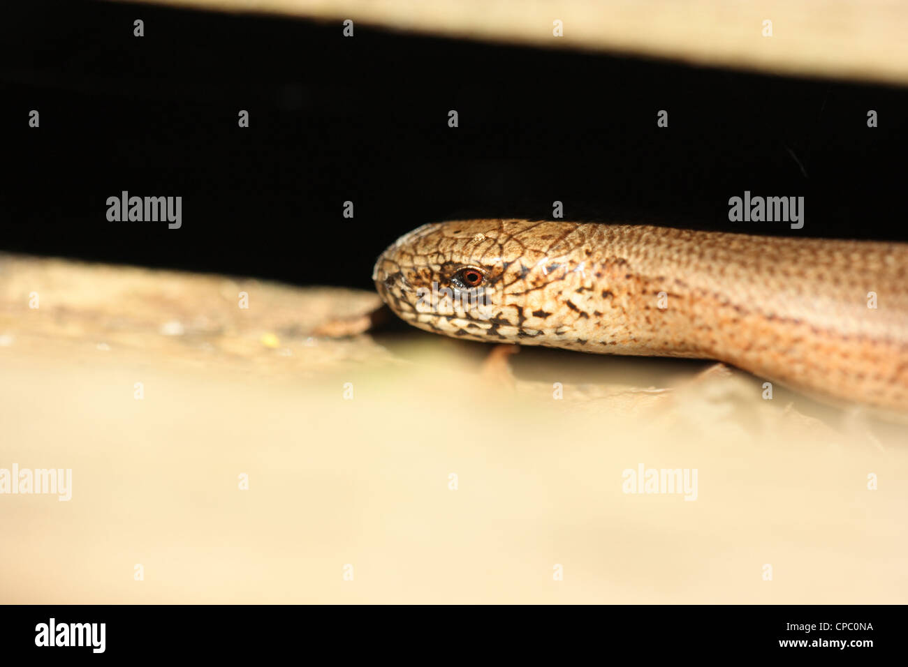 Slow Worm warming up Stock Photo