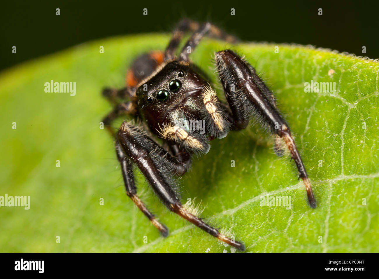 Jumping Spider (Phidippus clarus) - Male on a milkwood plant leaf Stock Photo