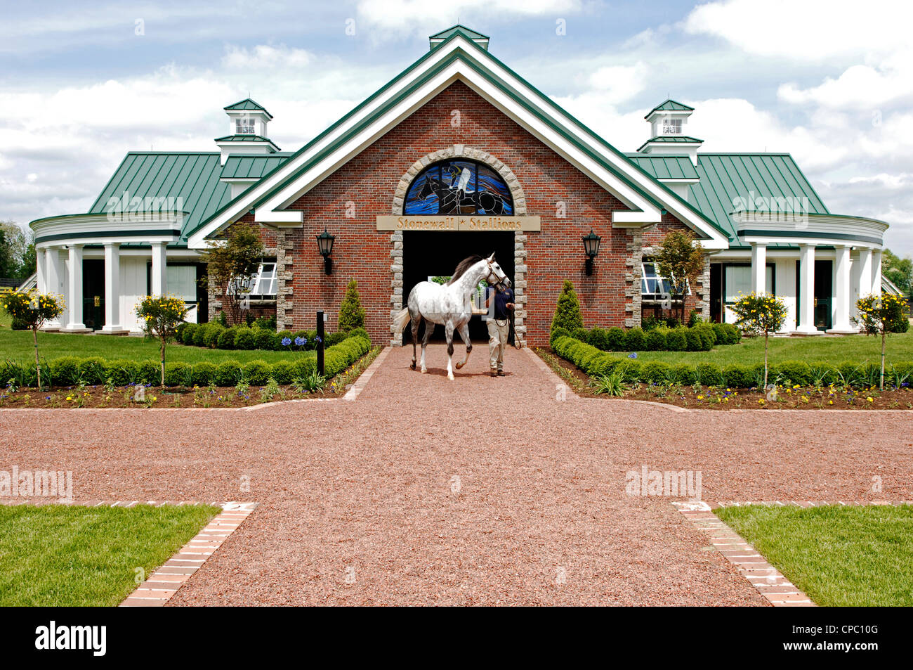 A retired thoroughbred stallion is led from his stable to the farm's breeding facility in Lexington, Kentucky. Stock Photo