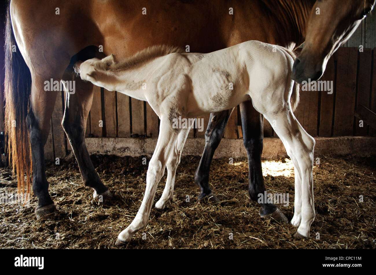 A onedayold foal nurses at a horse farm in Bowling Green, Kentucky