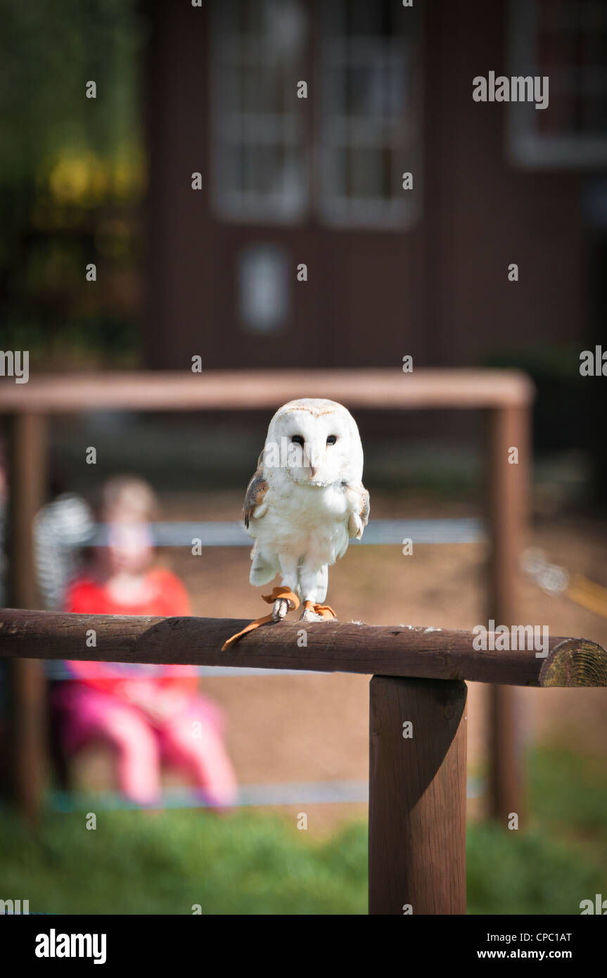 A barn owl Stock Photo