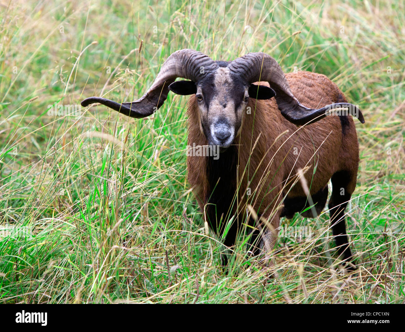 An American blackbellied sheep with majestic horns stands in tall grass. Stock Photo