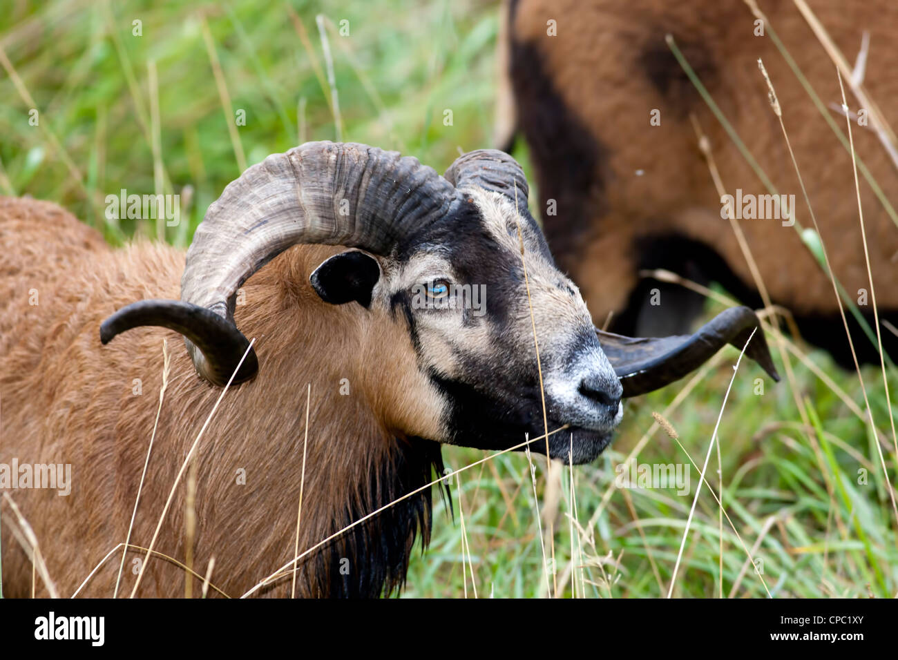 A close up portraiture of an American blackbellied sheep in the pasture. Stock Photo