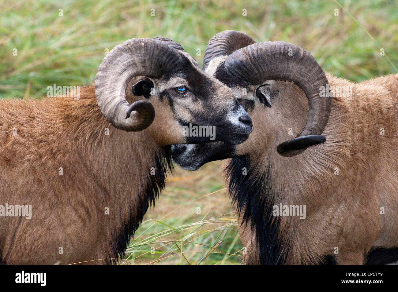 A closeup of two American blackbellied sheep next to each other. Stock Photo
