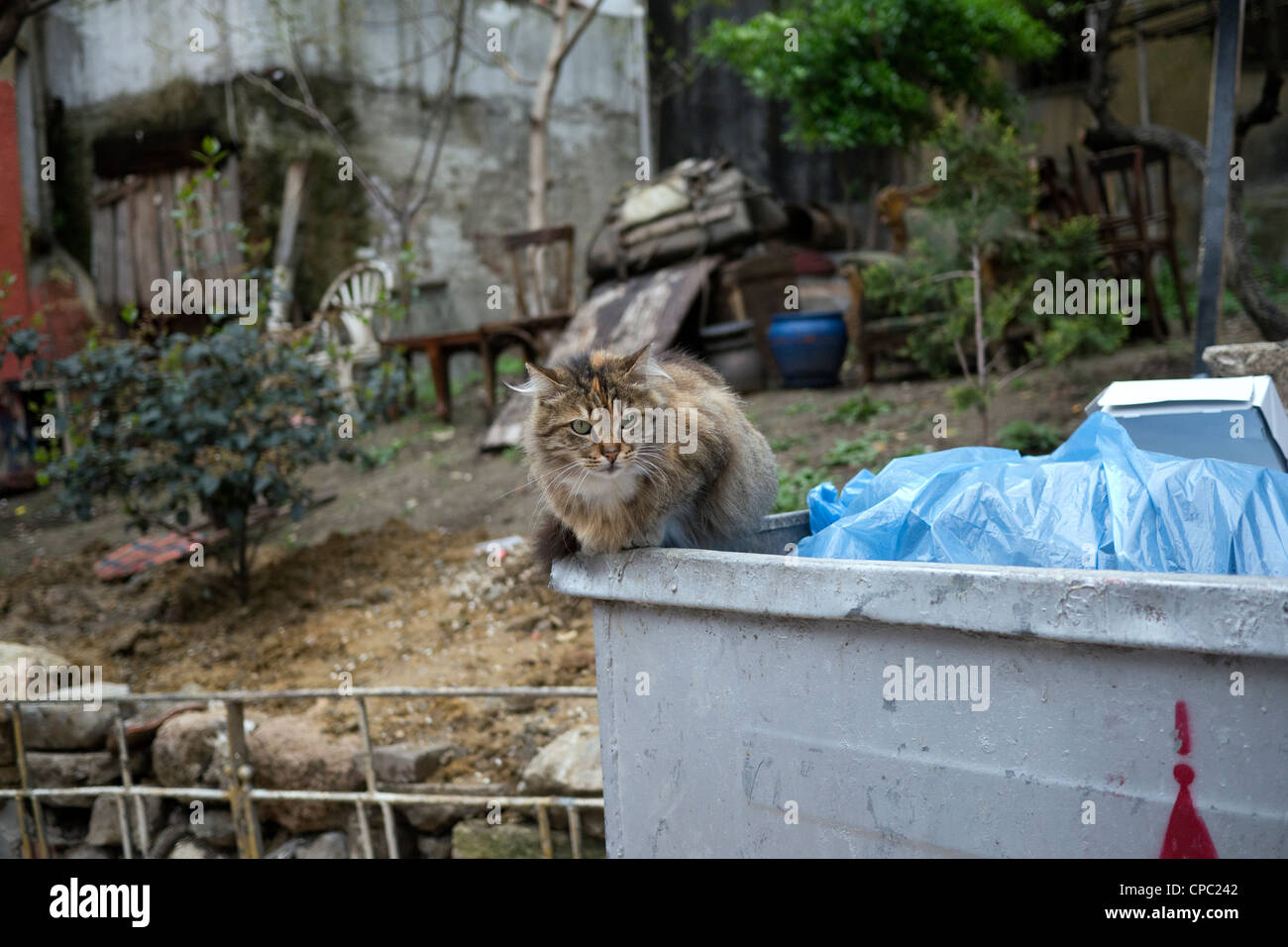 cat sitting on trash container, Istanbul, Turkey Stock Photo