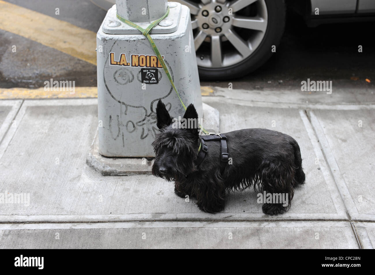 Black dog tied to a street sign New York Stock Photo