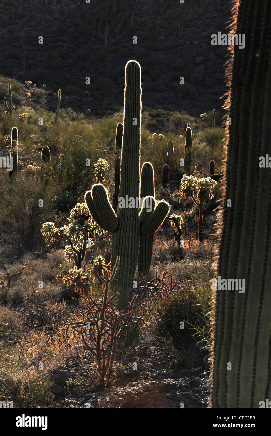Saguaro cactus (Carnegiea gigantea) and cholla cactus grow in Tucson