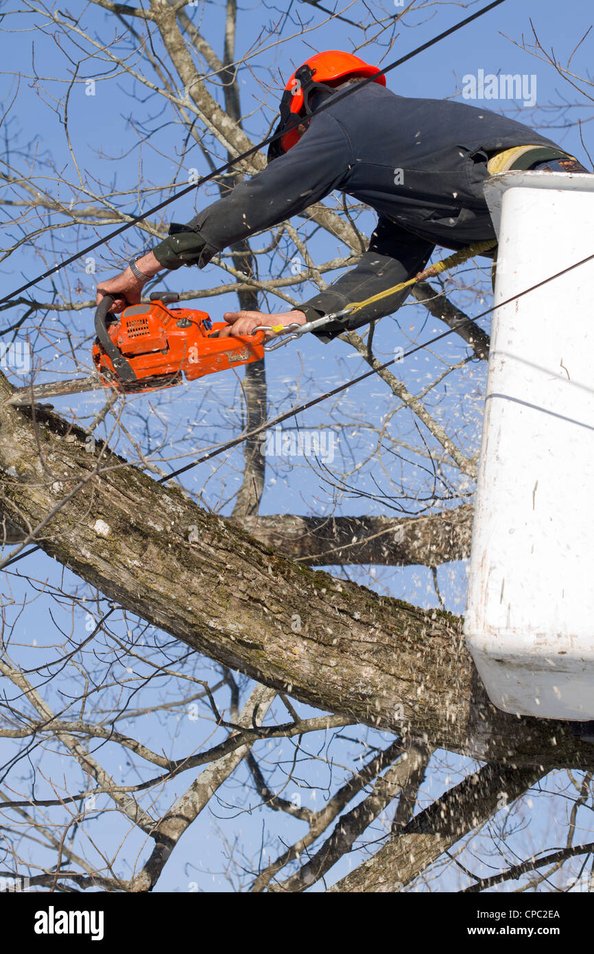 A tree surgeon trims a maple tree using a chainsaw and a bucket truck ...