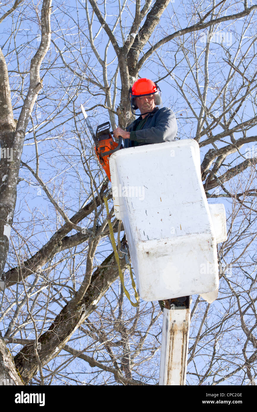 A tree surgeon trims a maple tree using a chainsaw and a bucket truck ...