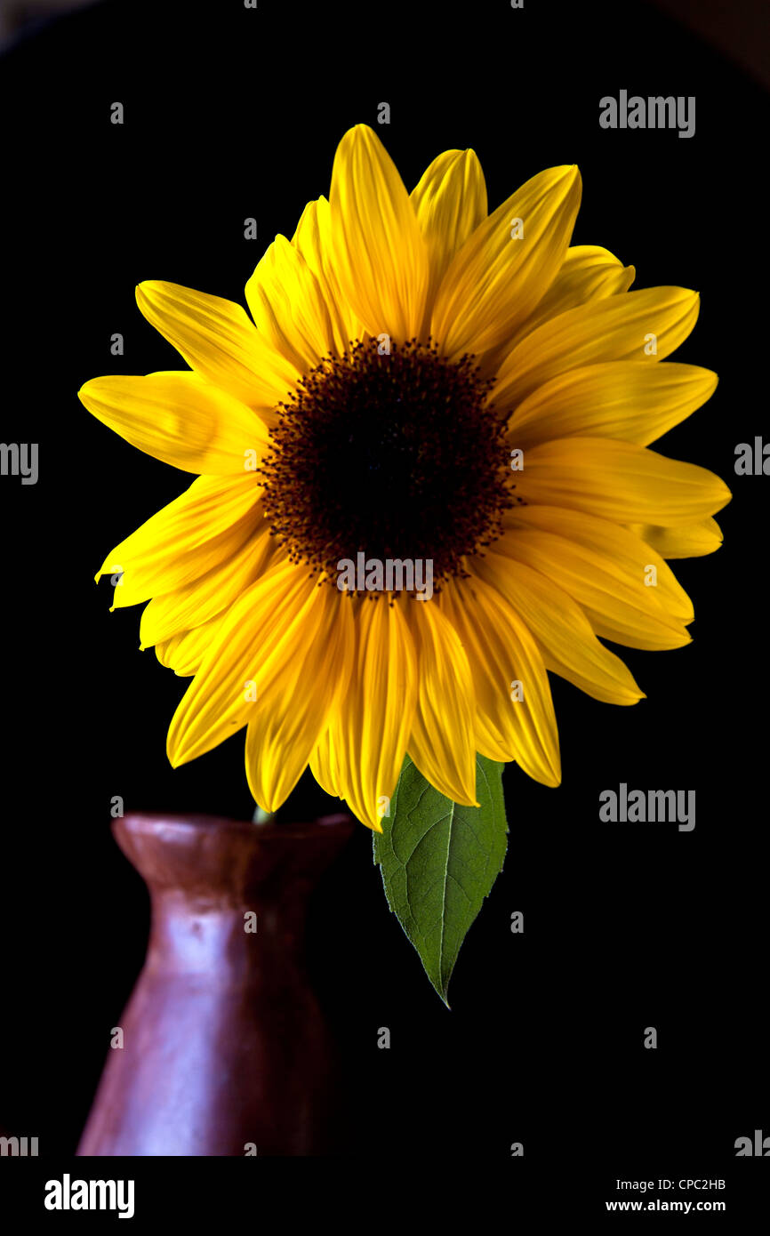 A single bright yellow sunflower in a clay vase Stock Photo - Alamy