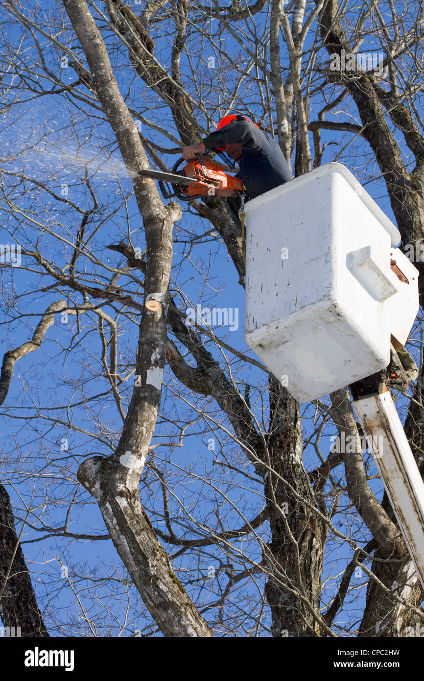 A tree surgeon trims a maple tree using a chainsaw and a bucket truck ...