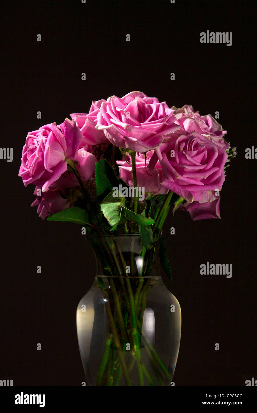 Low key roses hi-res stock photography and images - Alamy