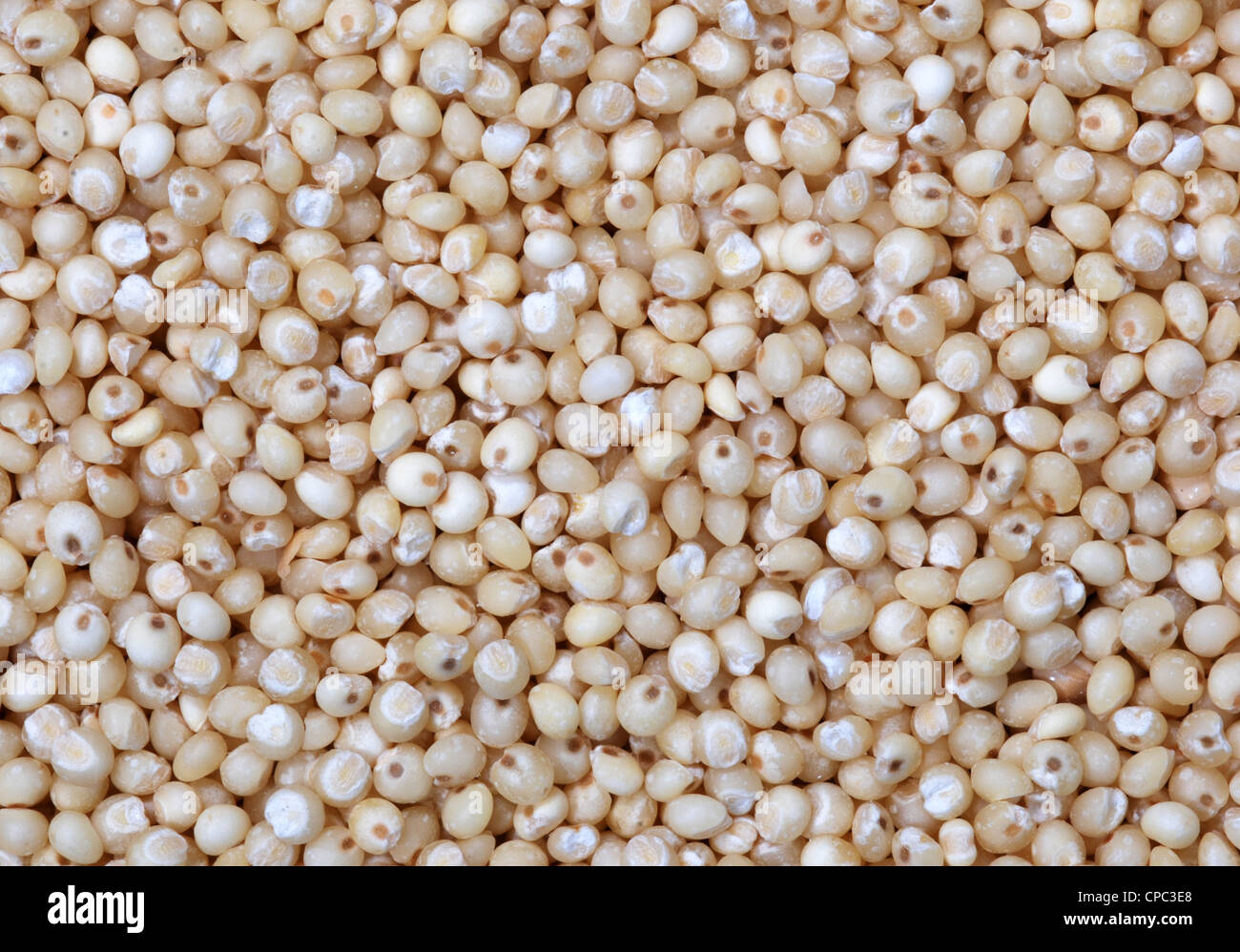 Close up of millet grain Stock Photo