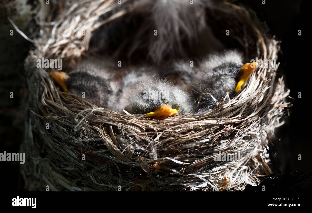 Baby birds in a nest Stock Photo