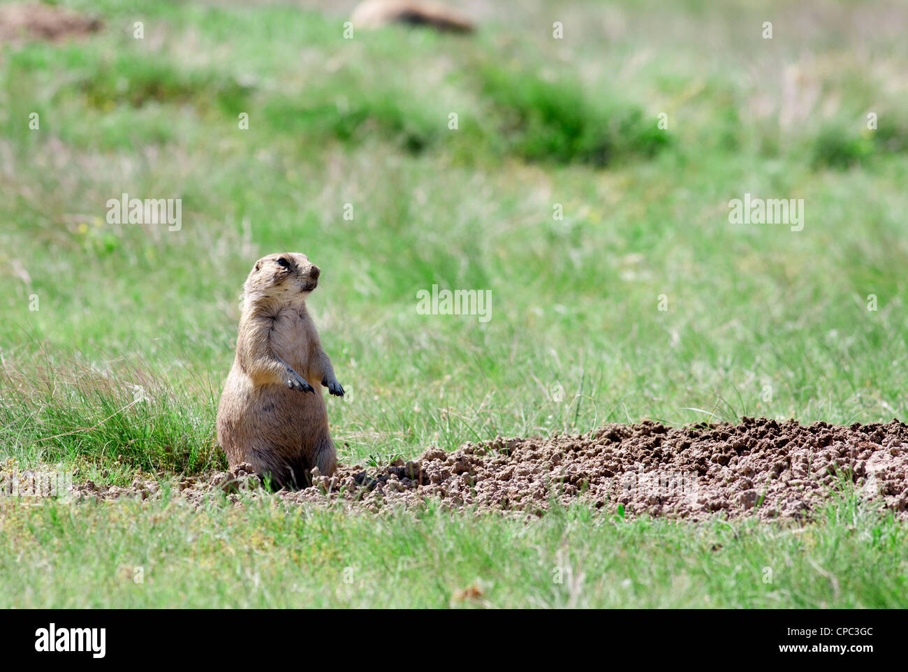 Prairie dog sits on its hind legs Stock Photo - Alamy