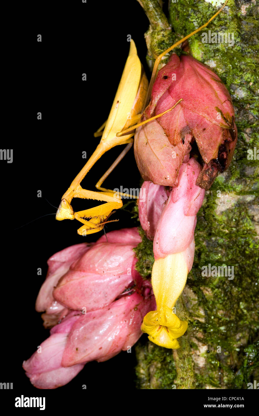 Yellow preying mantis on a tropical flower in rainforest, Ecuador Stock Photo